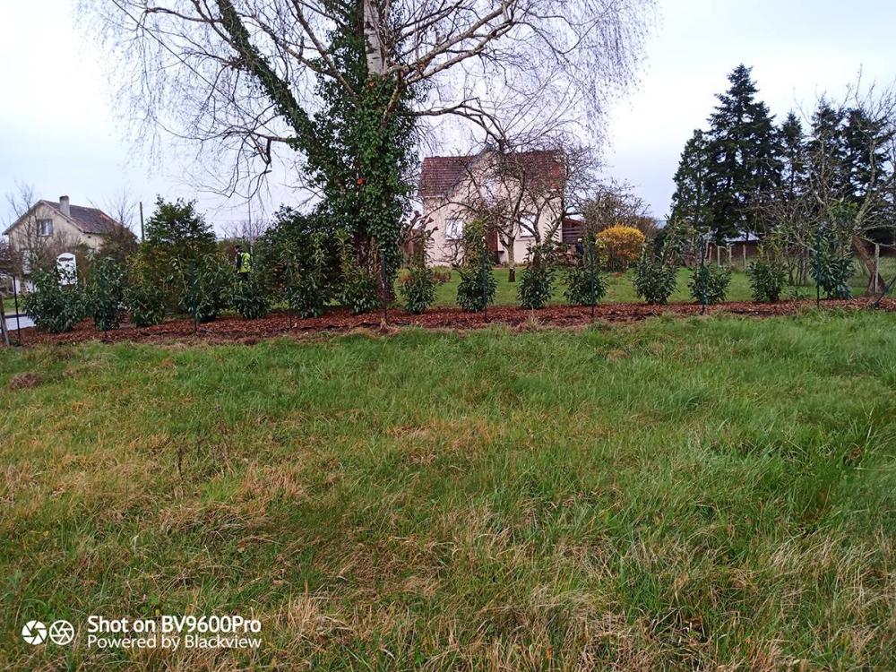 plantation arbres